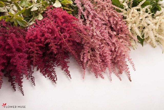 several different types of flowers are arranged on a white surface with green and red leaves