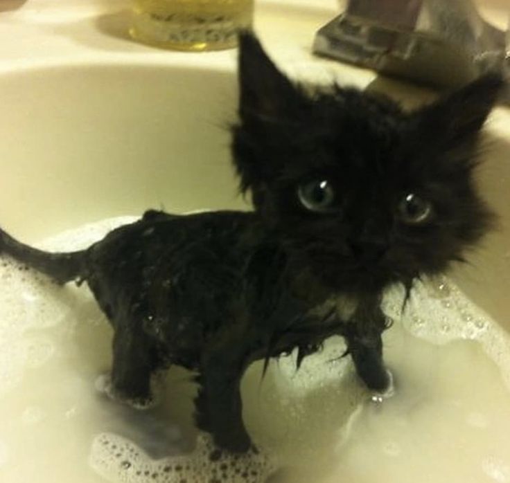 a black cat standing in a sink with soap on it's body and looking at the camera