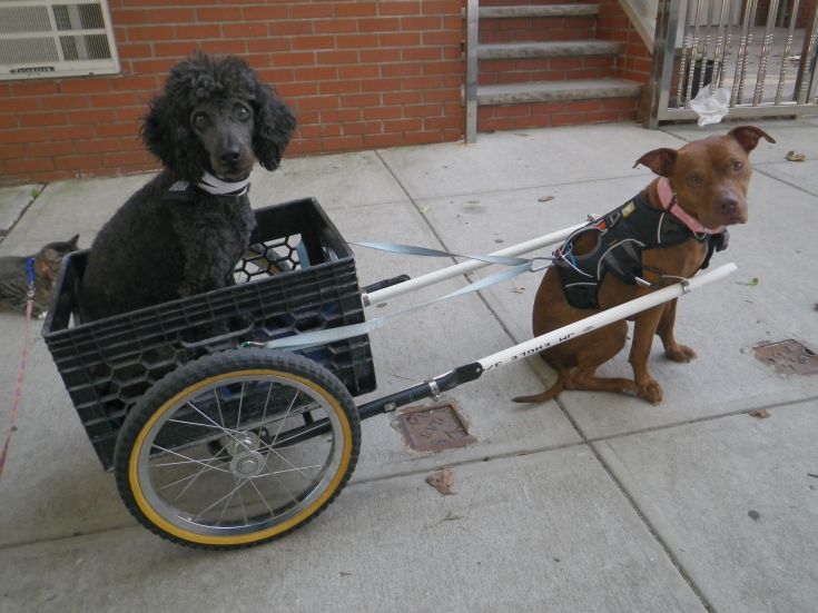 two dogs sitting in a cart on the sidewalk