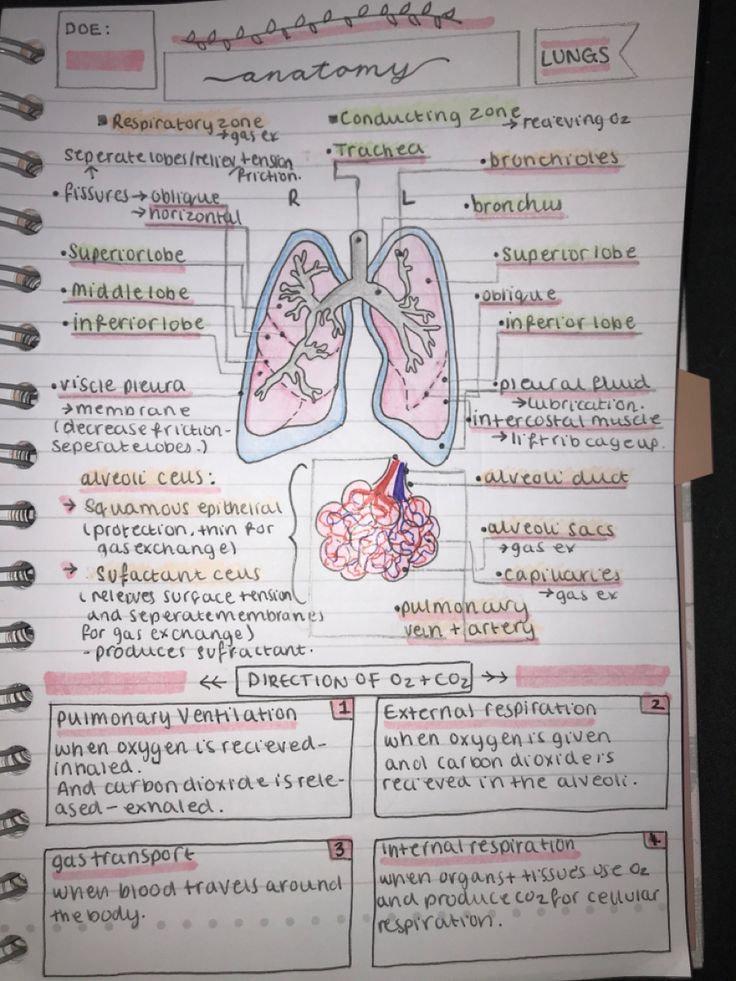 a notebook with an illustration of the human body and lungs on it's side