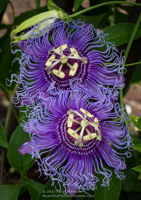 two purple flowers with green leaves in the background