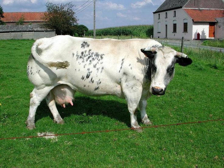 a white cow standing on top of a lush green field next to a fence and building