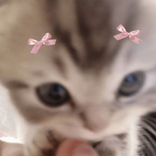 a kitten with pink bows on its head looking at the camera while being held by someone's hand