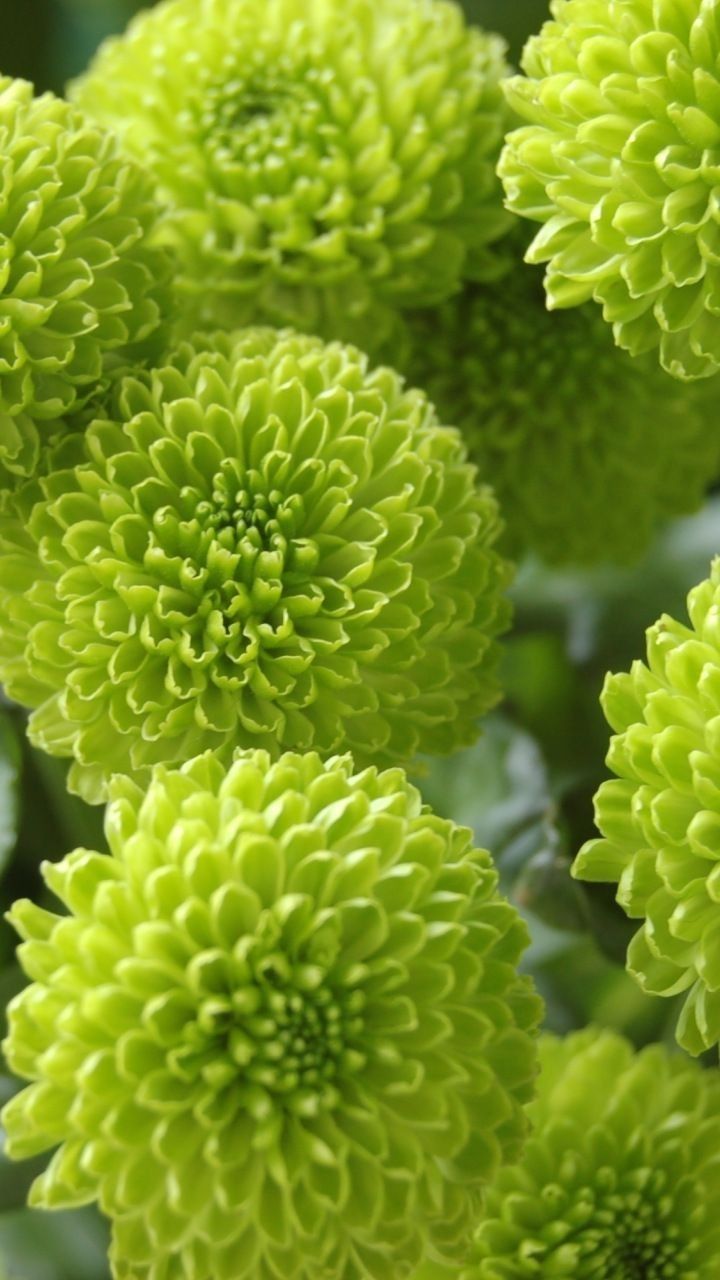 many green flowers that are growing together