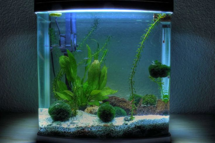 an aquarium filled with green plants and water