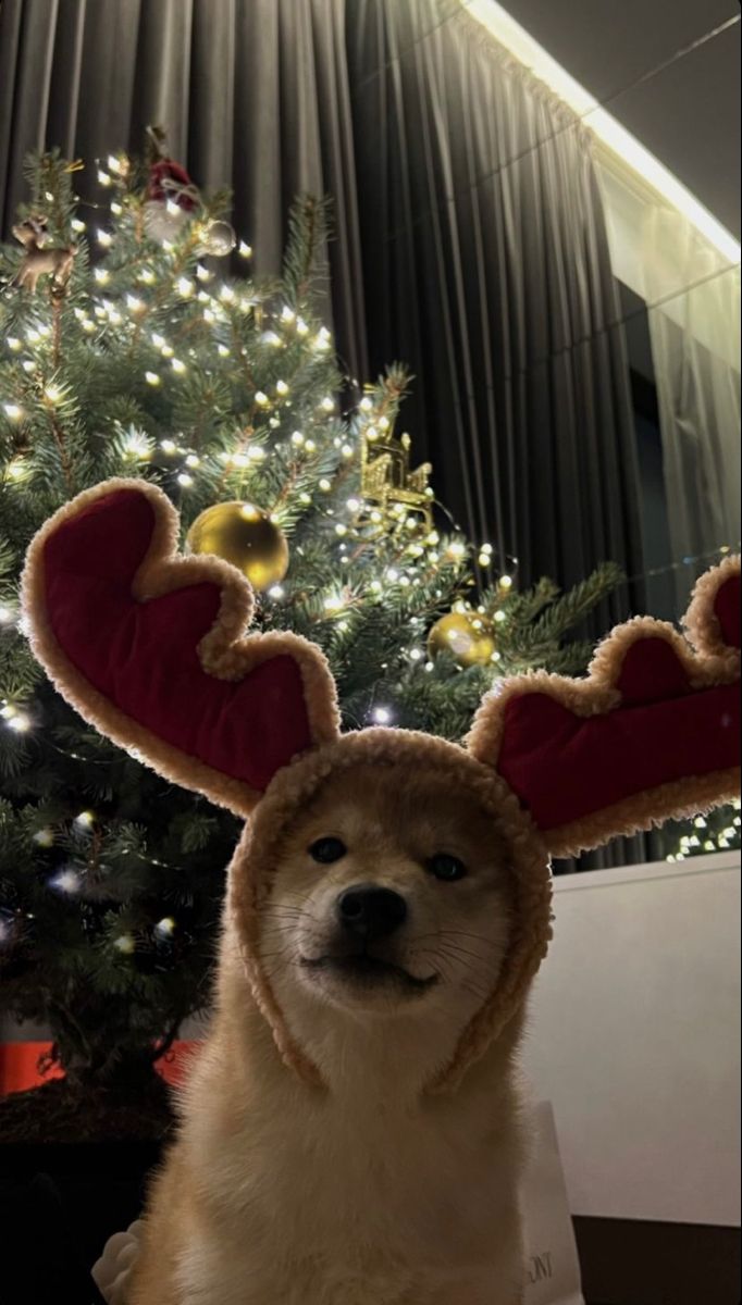 a dog wearing a reindeer costume next to a christmas tree