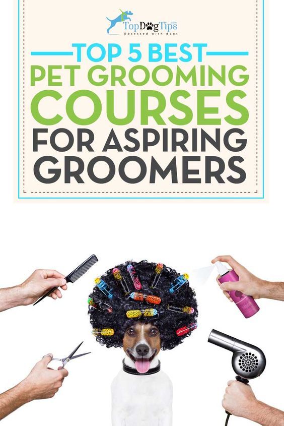 the top 5 best pet grooming courses for aspiring groomers