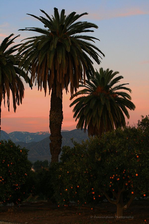 two palm trees in the foreground and mountains in the background at sunset with pink clouds