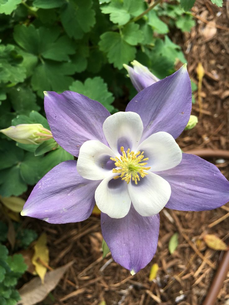 a purple and white flower is in the middle of some green plants with yellow stamen