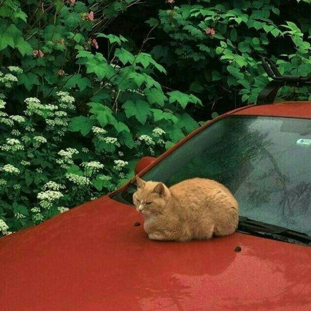 an orange cat sitting on the hood of a red car in front of some bushes