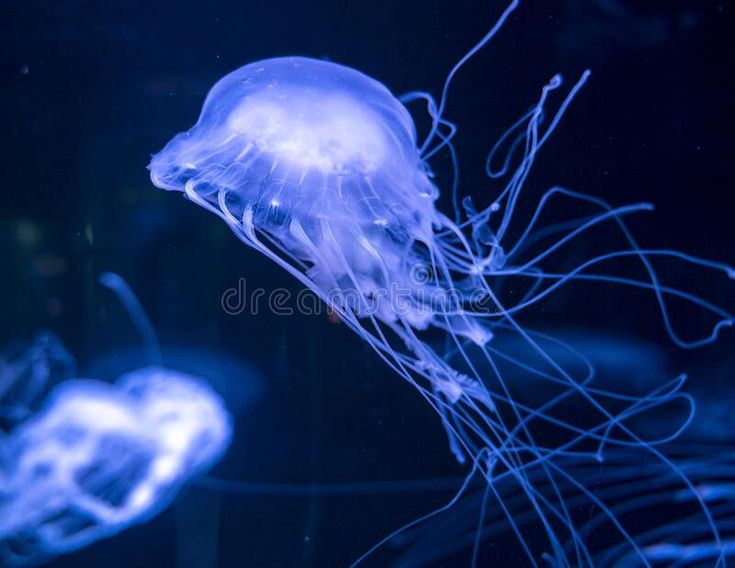 blue jellyfish swimming in an aquarium stock images