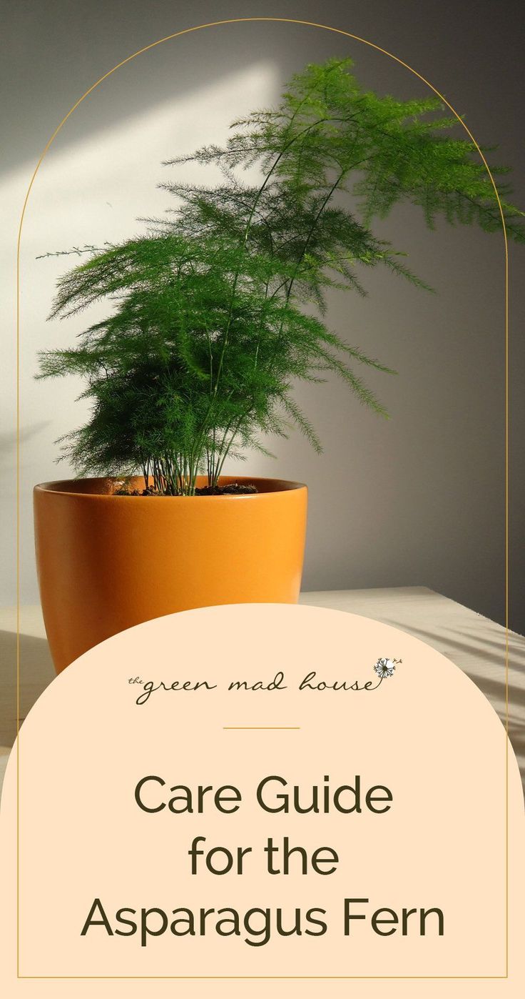 a potted plant with the words care guide for the asparagus fern