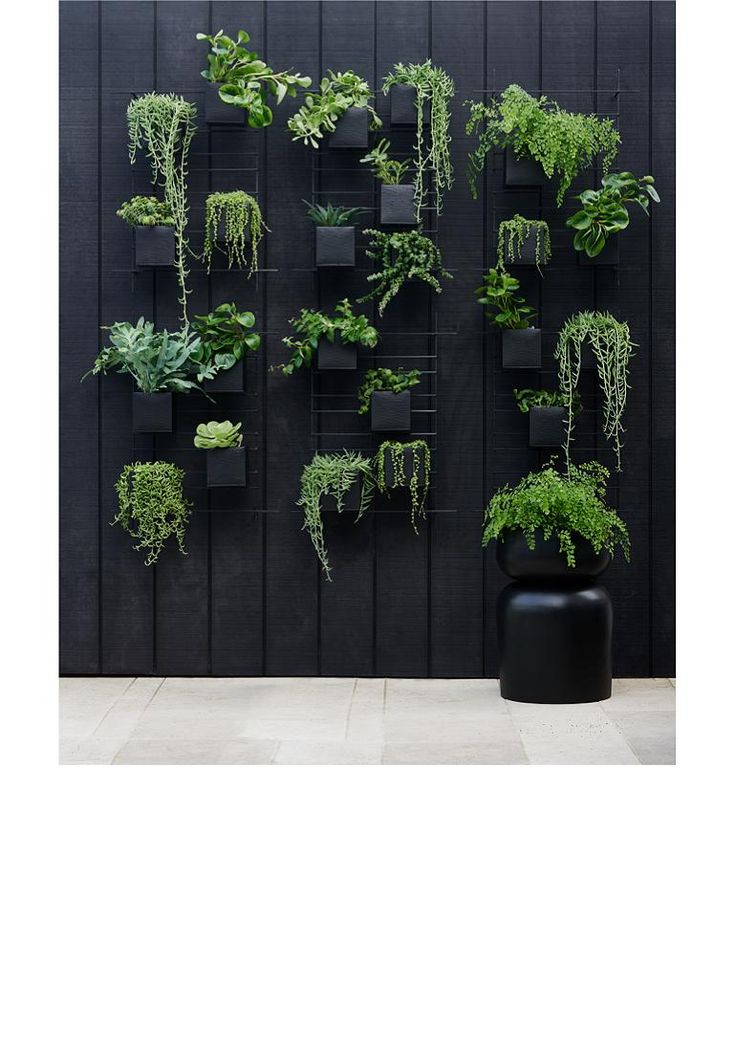 a black wall with plants growing on it and the words paradise vibes above it