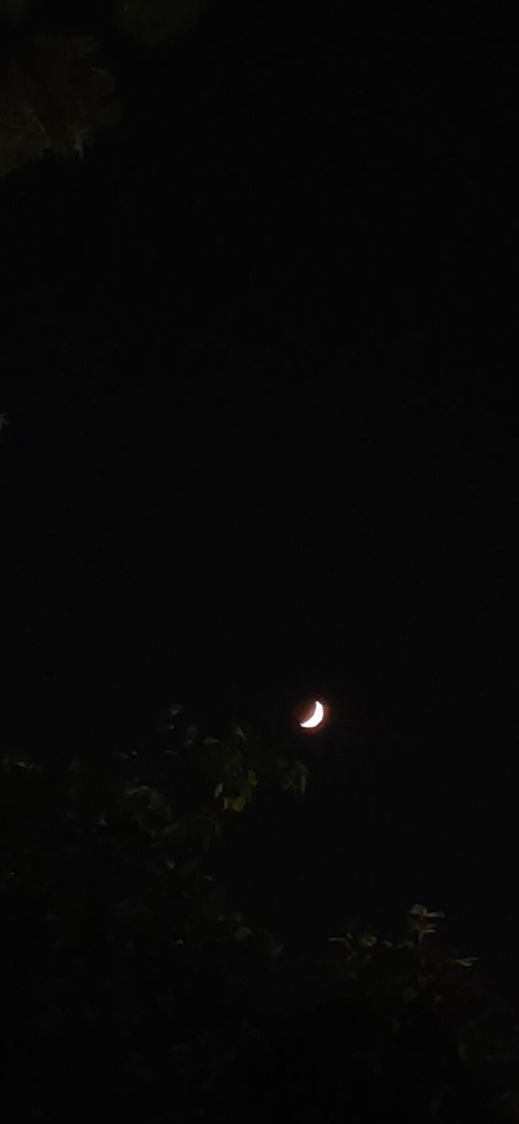 the moon is visible in the dark sky above trees and bushes, with only one light on