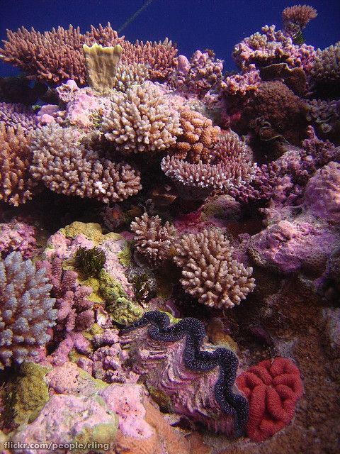 an underwater view of colorful corals and sea stars