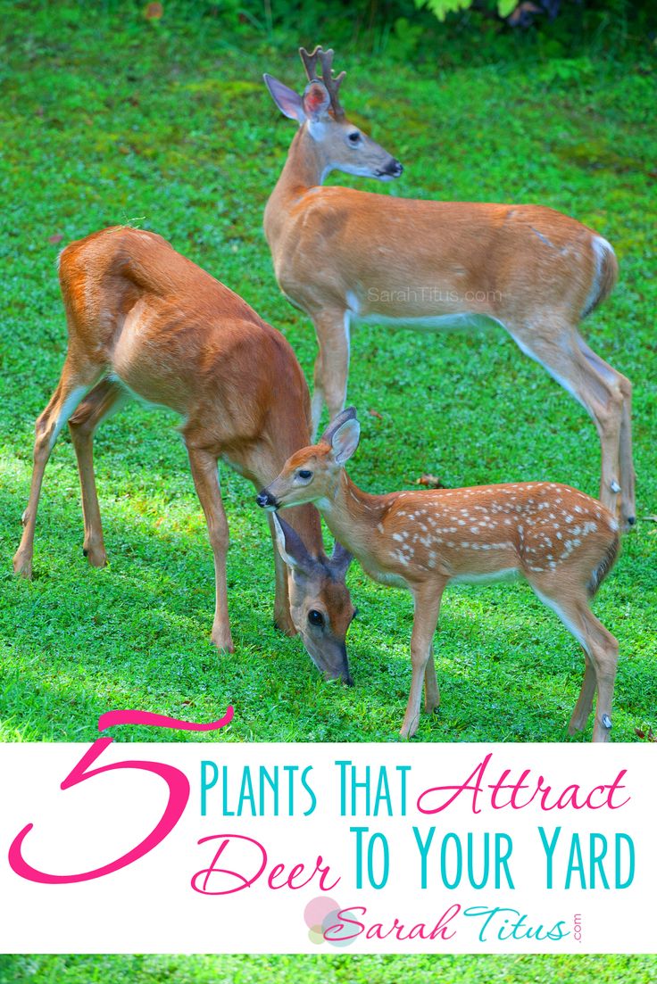 three deer standing next to each other on top of a grass covered field with the words 5 plants that attract deer to your yard