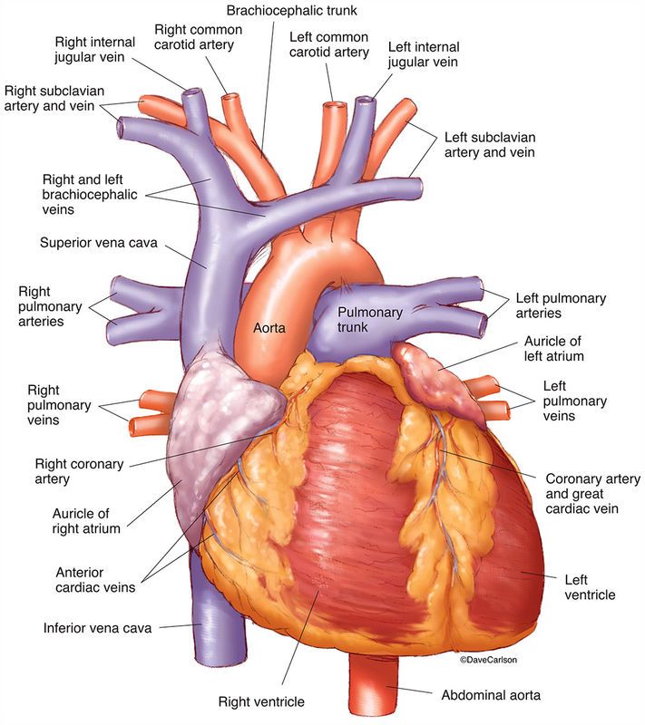 the anatomy of the heart and its major vessels