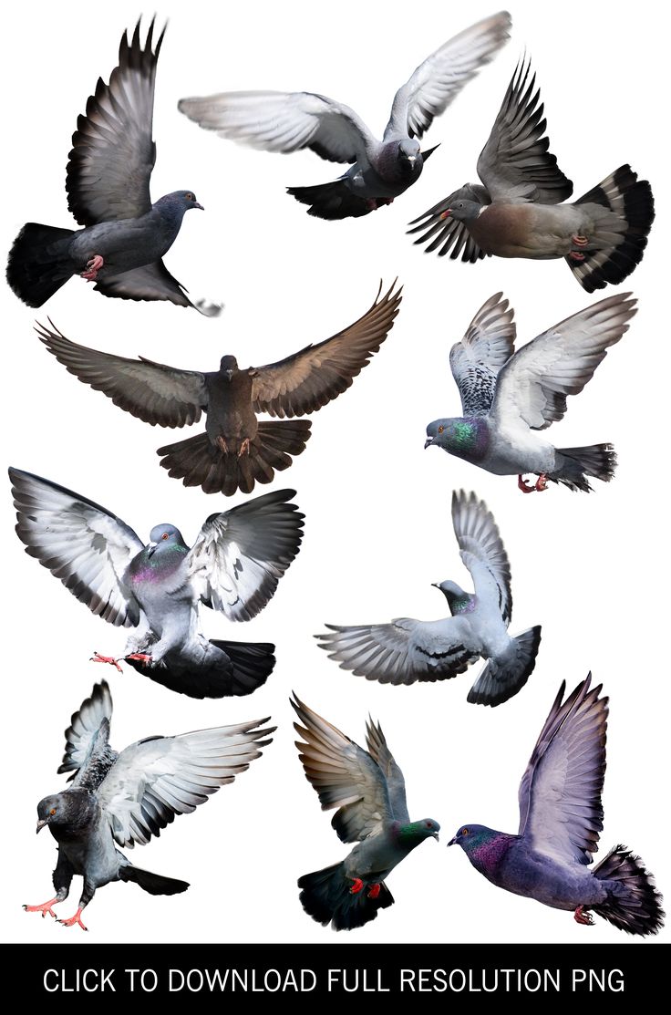 a group of birds flying in the air