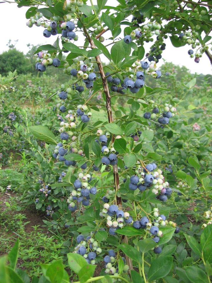 blueberries growing on the branches of a tree in an open field with lots of green leaves