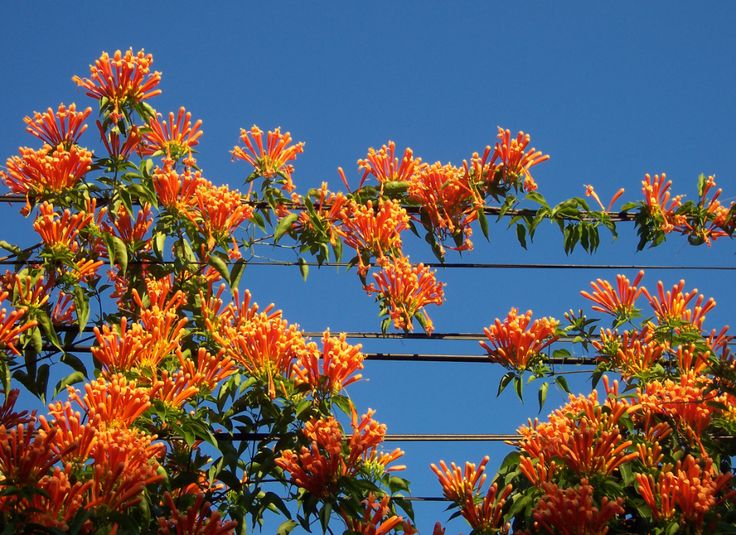 orange flowers are growing on the wire fence