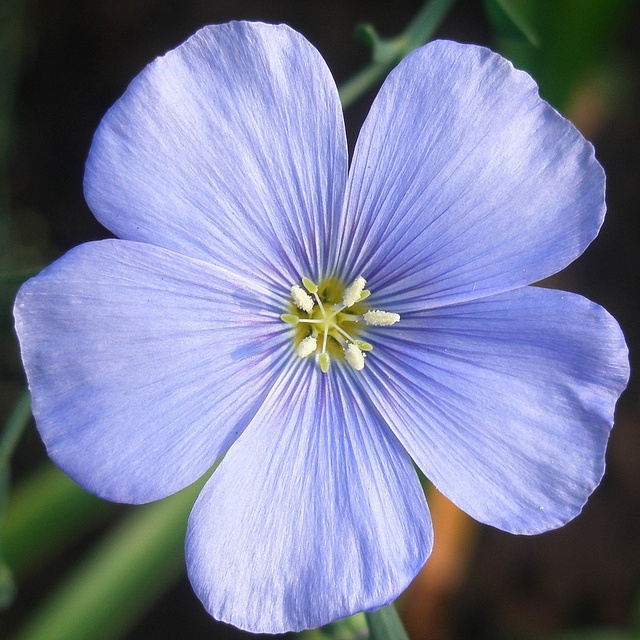 a blue flower with yellow stamen in the center