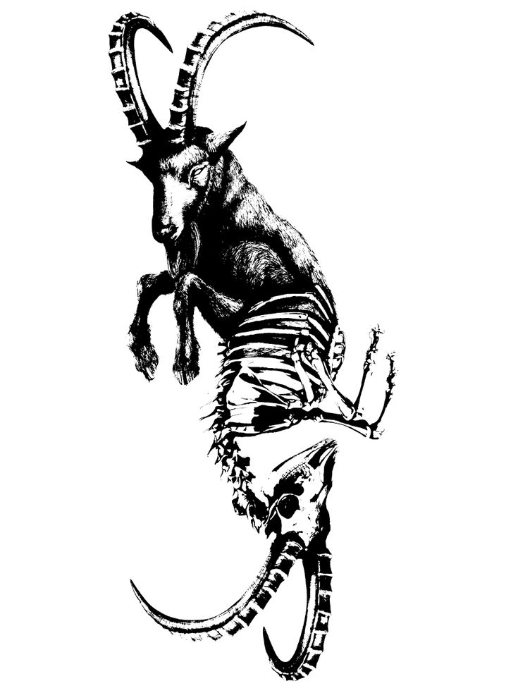 an ink drawing of a goat with long horns and large, curved horns on it's back