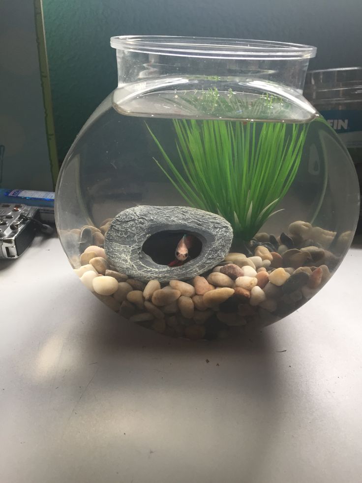 a fish bowl filled with rocks and plants