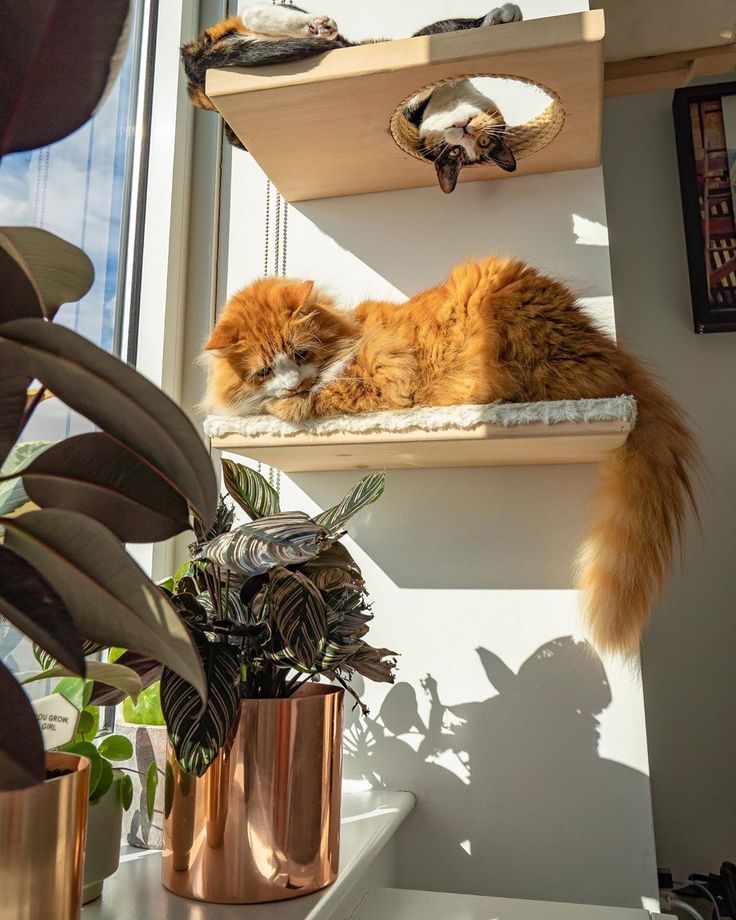 an orange cat laying on top of a shelf next to a potted plant in a window sill