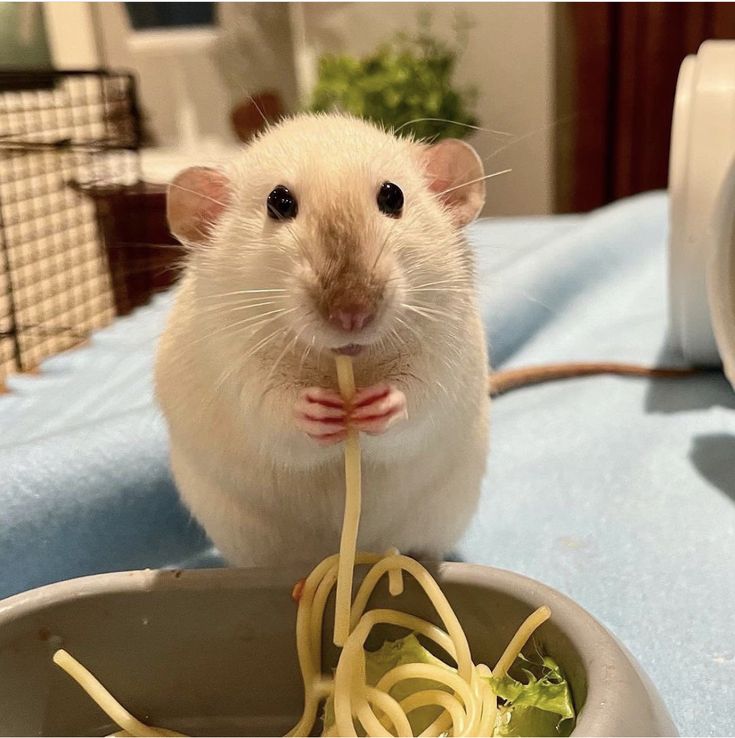 a rat eating spaghetti from a bowl on a table