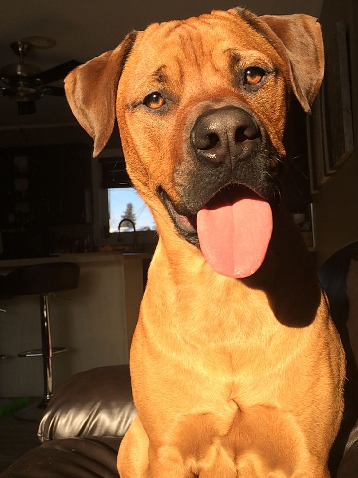 a large brown dog sitting on top of a leather couch next to a window with its tongue hanging out