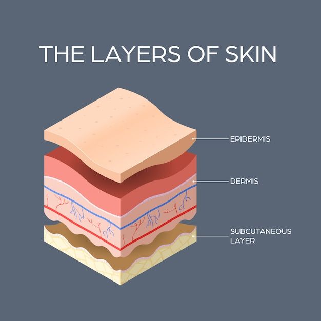 Students Hacks, Skin Types Chart, Physiology Study, Study Hours, Skin Anatomy, Skin Layers, Skin Moles, Anatomy Physiology, Skin Drawing