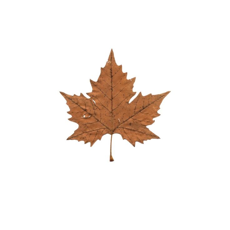 a maple leaf is shown against a white background