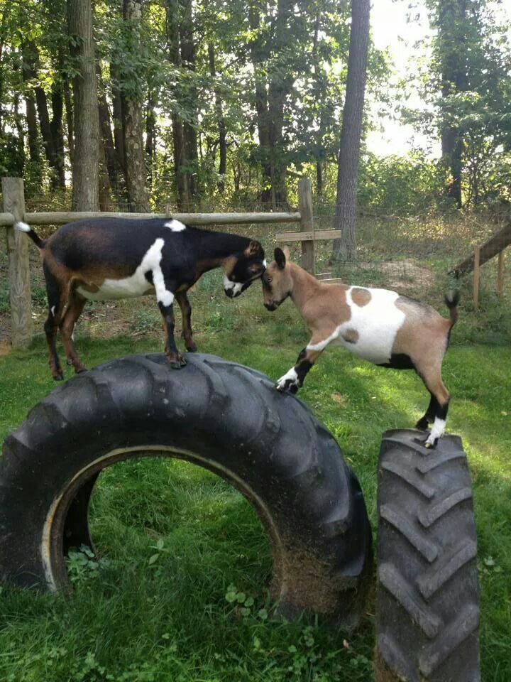 two goats standing on top of an old tire