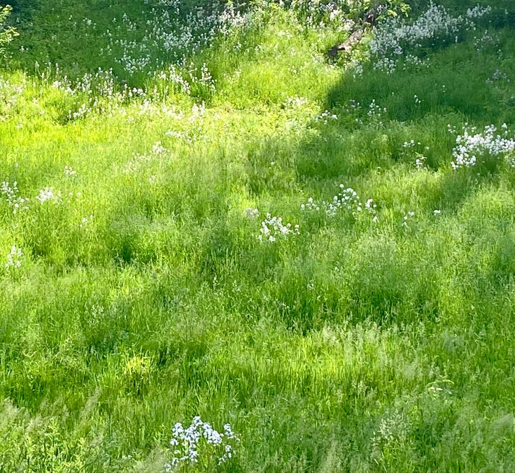 Green flowers field summer sunshine nature sun summer Grass Fields Aesthetic, Tall Grass Field Aesthetic, Green Fields Aesthetic, Long Grass Field, Grassy Field Aesthetic, Green Field Aesthetic, Grass Field Aesthetic, Bright Green Aesthetic, Procreate Backgrounds