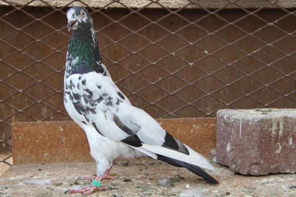 a white and black bird standing next to a brick wall in front of a chain link fence