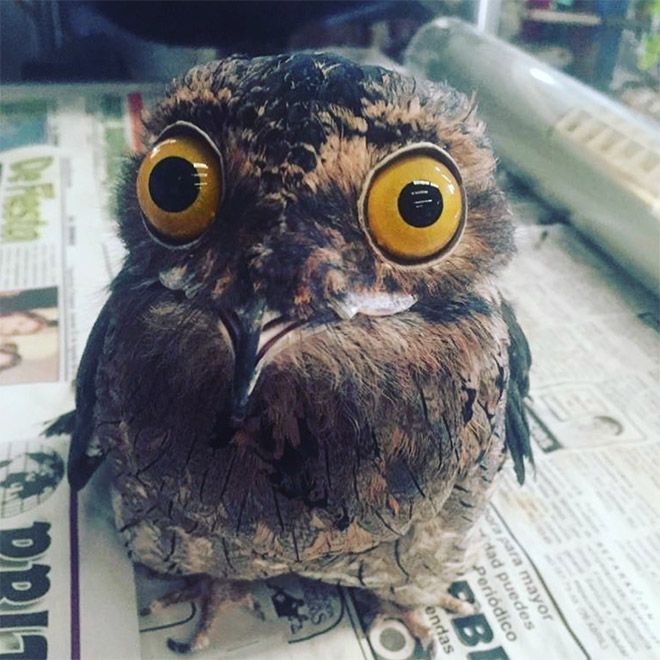 an owl sitting on top of a newspaper with big yellow eyes and large brown ears