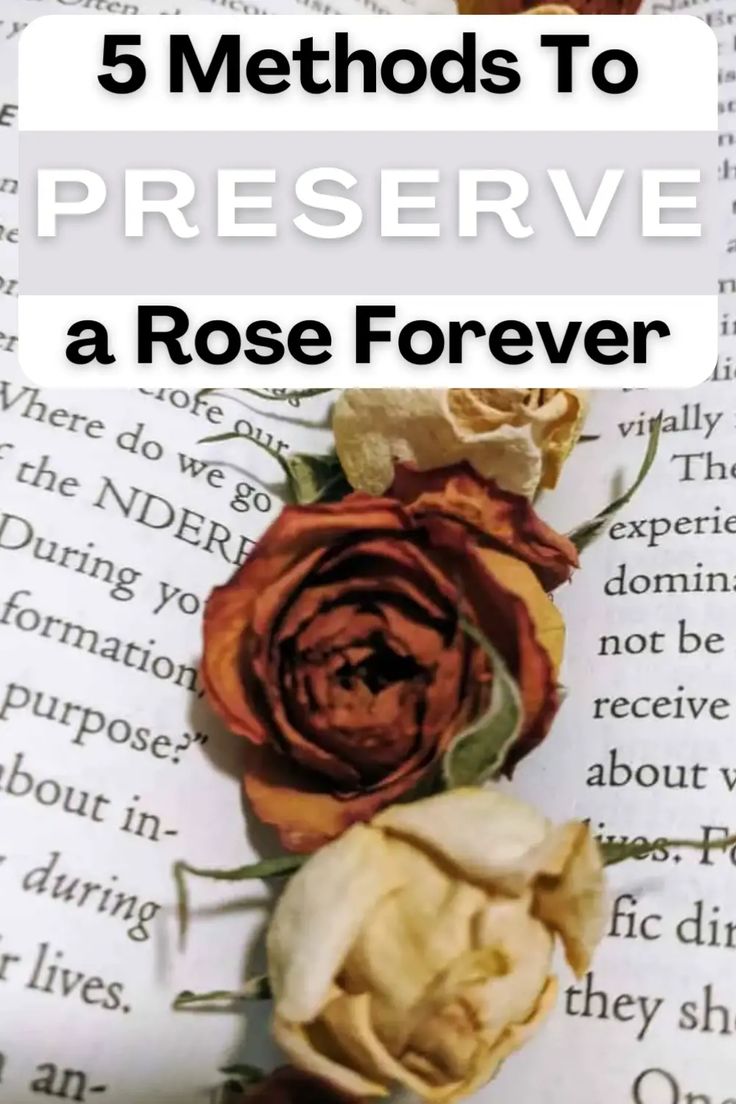 roses on top of an open book with the title 5 method to preserve a rose forever