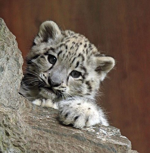 a snow leopard cub is sitting on a rock