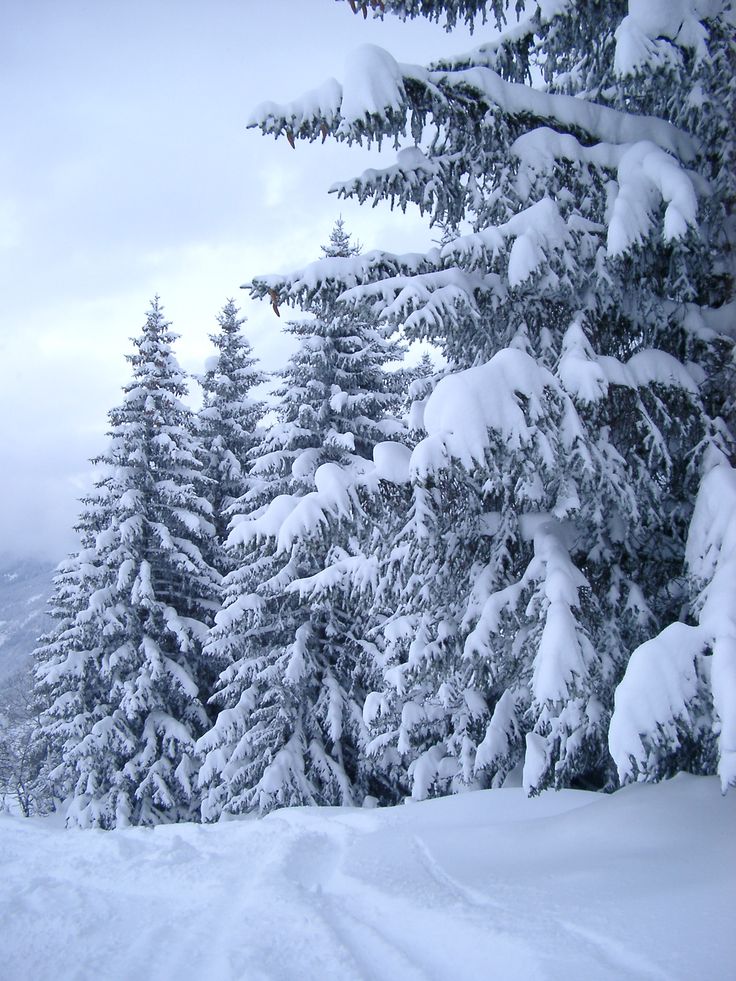 snow covered pine trees on the side of a snowy hill with mountains in the background