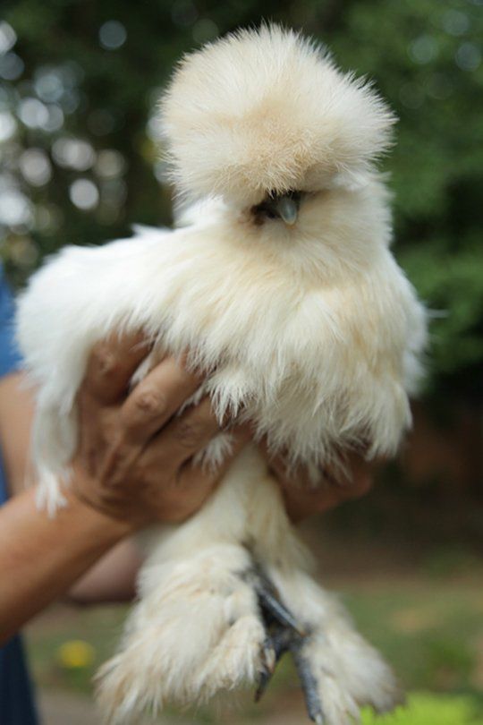 a close up of a person holding a small bird