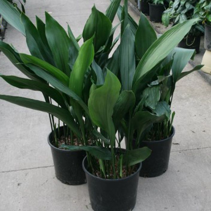 three potted plants are sitting on the sidewalk