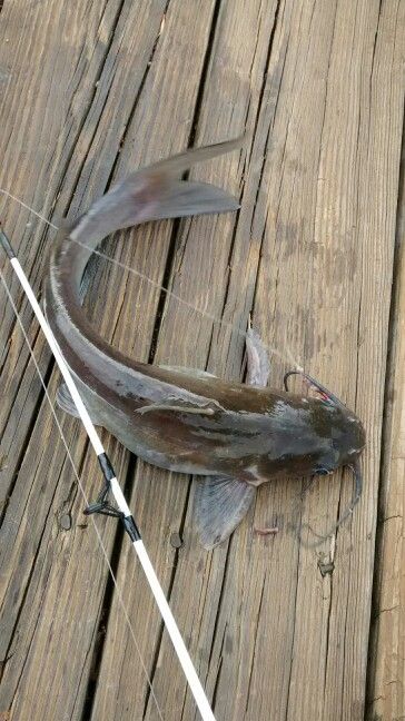 a fish is hooked up to a fishing rod on a wooden dock with a white handle