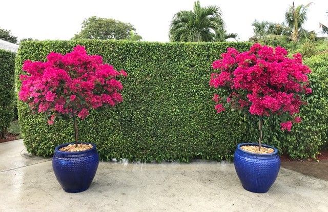 two large blue vases with pink flowers in front of a green hedge and shrubbery