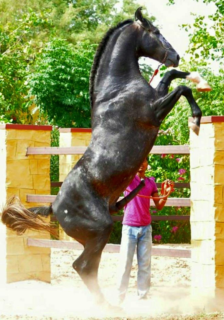 a woman standing next to a black horse on its hind legs in front of a fence