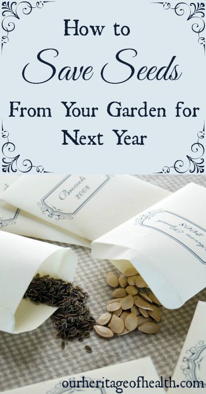 some seeds are laying on top of paper and the words how to save seeds from your garden for next year