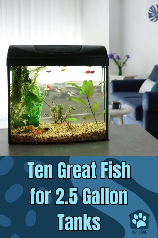 an aquarium filled with fish and plants on top of a table