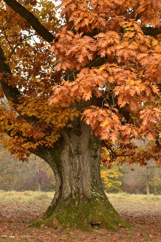 a large tree with lots of leaves on it