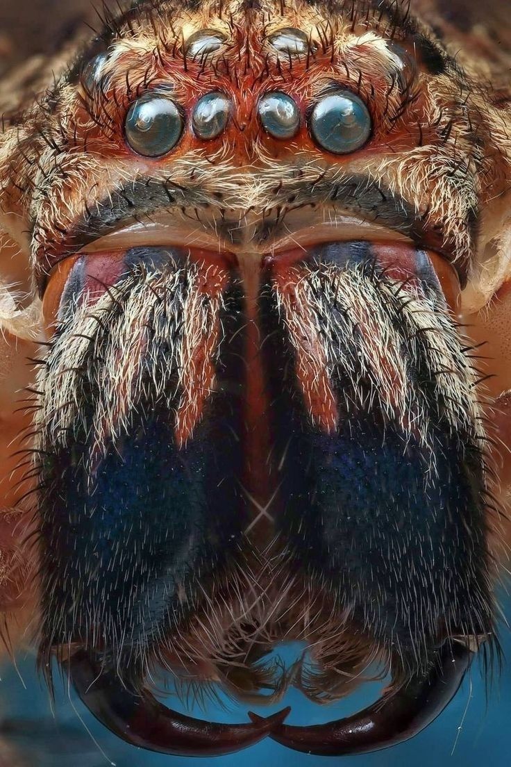 a close up view of the eyes and head of a jumping spider with long legs