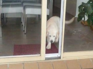 a white dog is looking through the sliding glass door