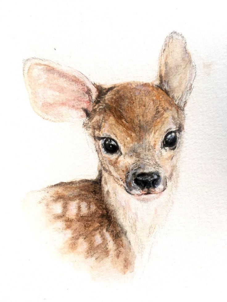 a drawing of a baby deer with big ears